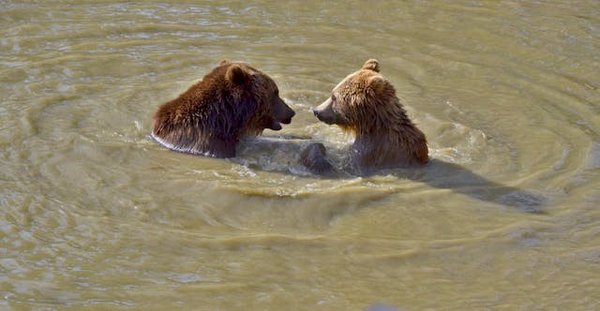 Comment organiser une expédition pour observer les ours bruns en Alaska?